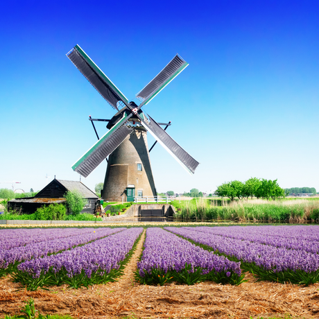 Authentic Dutch Treats